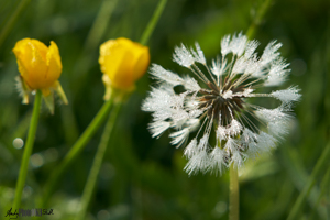 Water droplets on seedhead