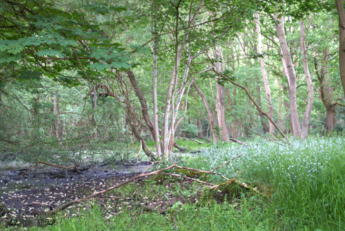 Marsh bluebells spring flowers