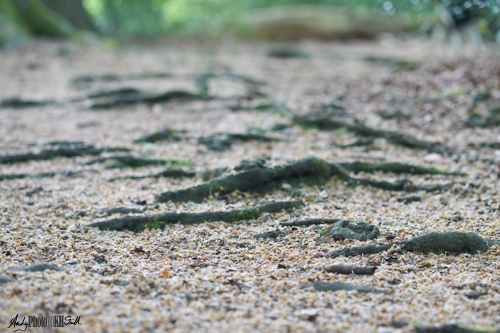 Trail and tree roots