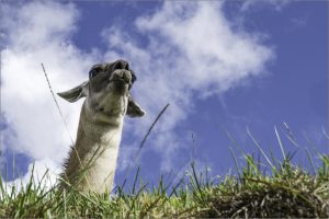 Llama head peering over grass bank