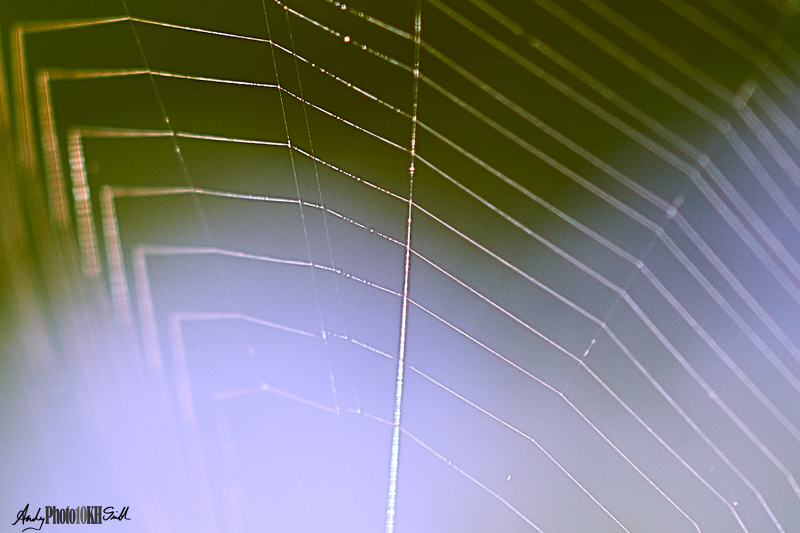 Spider's web with completely blurred background of lilac and greem
