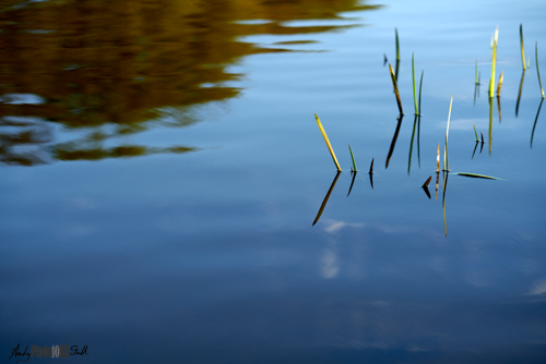 Semi-abstract reflections and reeds in water