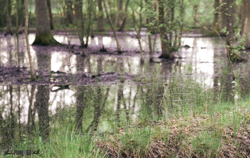 Peat Swamp Stoke Common