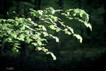 String Tree branch bathed in morning sunlight