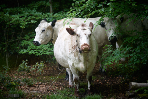 Threes cows in trees