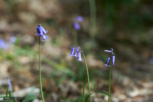 Three bluebells