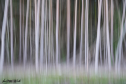 Blurry Trees Stoke Common Buckinghamshire