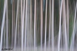 Blurry Trees Stoke Common Buckinghamshire