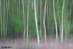 Blurry Trees Stoke Common Buckinghamshire