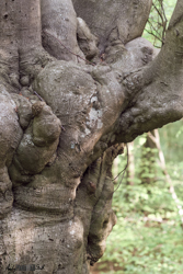 Gnarly Tree trunck