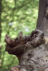 Gnarly Tree trunck