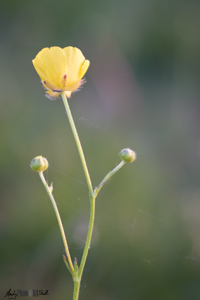Yellow flower macro with cobweb
