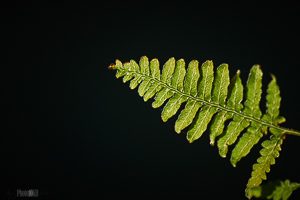 Fern leaf lit from behind