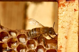 Bee-hive frame and single bee