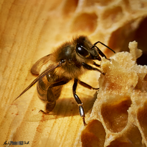 Single bee making honey