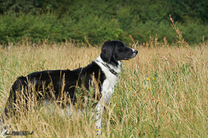Collie pointing in long grass
