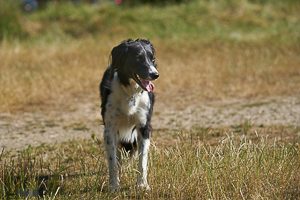 Dog in playing field