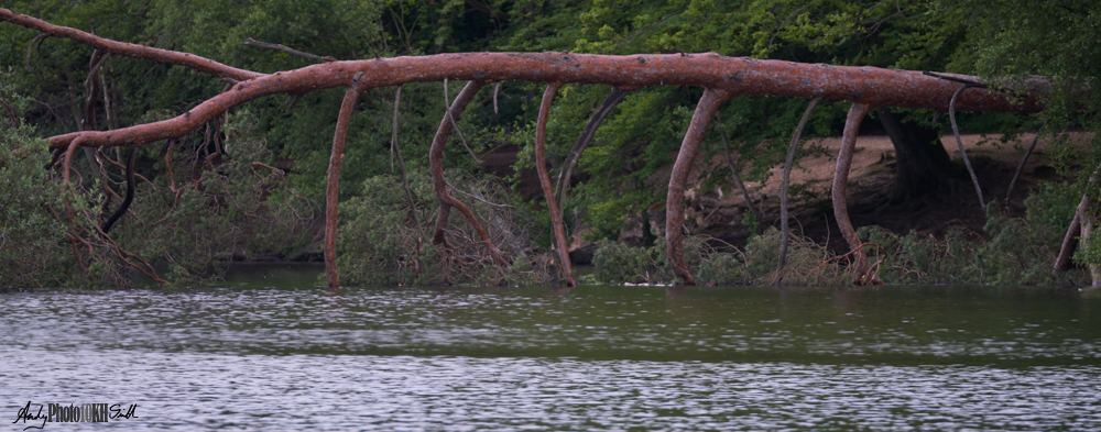 Tree horizontal in water