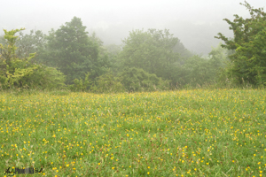 Buttercups in Foreground Trees and Fog in Background