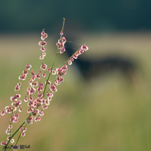 Flower with out-of-focus dog in background