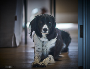 Collie greyhound saluki on wooden floor in house