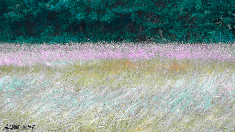 Colourful meadow grass being blown by the wind