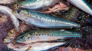 Close-up of fish on a market stall in Japan