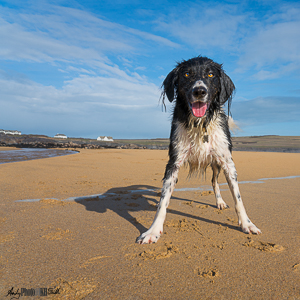 Dog beach sand sea blue sky clouds