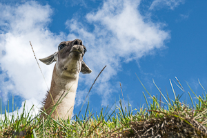 Llama at Manchu Picchu Peru