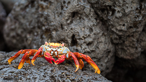 Crab on rock