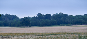 Flat light over field adjacent to Langley Park