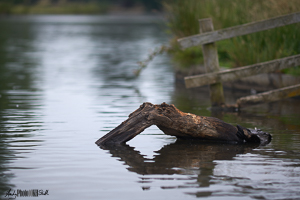 Log and fence in water