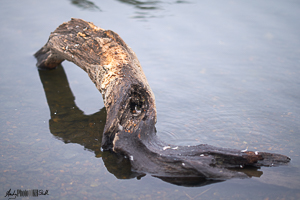 Diagonal log in lake