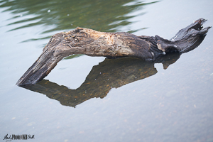 Log in the lake