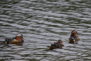 Trio of ducks on water