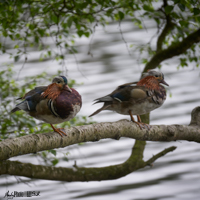 Brace of duck in tree above water