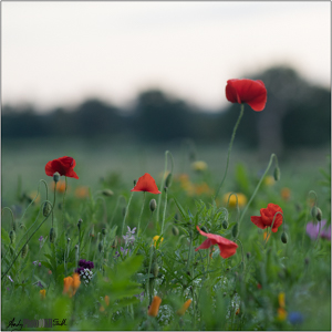 Five poppies against a blurred background