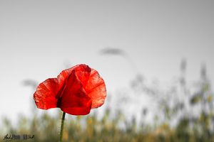 Semi-abstract poppy in red yellow and green