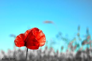 Semi-Abstract Poppy in Red and Blue