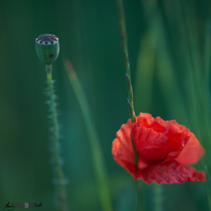 Single Poppy in a Field of Barley