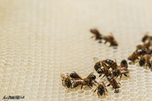 Bees on honeycomb