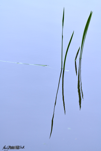 Vertical reeds with one horizontal