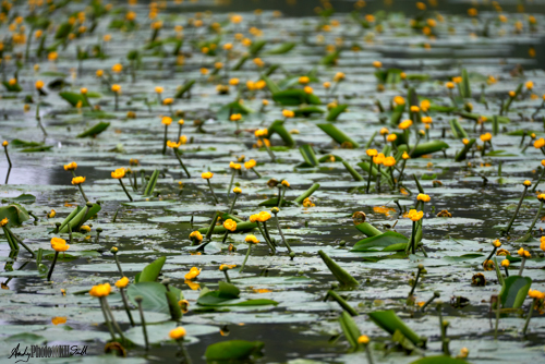 Yellow and Green Water Lilies on water