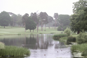 Calm waterside setting with ducks and muted colours