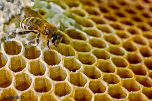 Thaxted honey bees in beehive