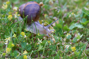 Snail on grass with buttercups