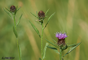One out of three thistle-heads in flower