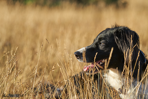Collie lying in summer grass
