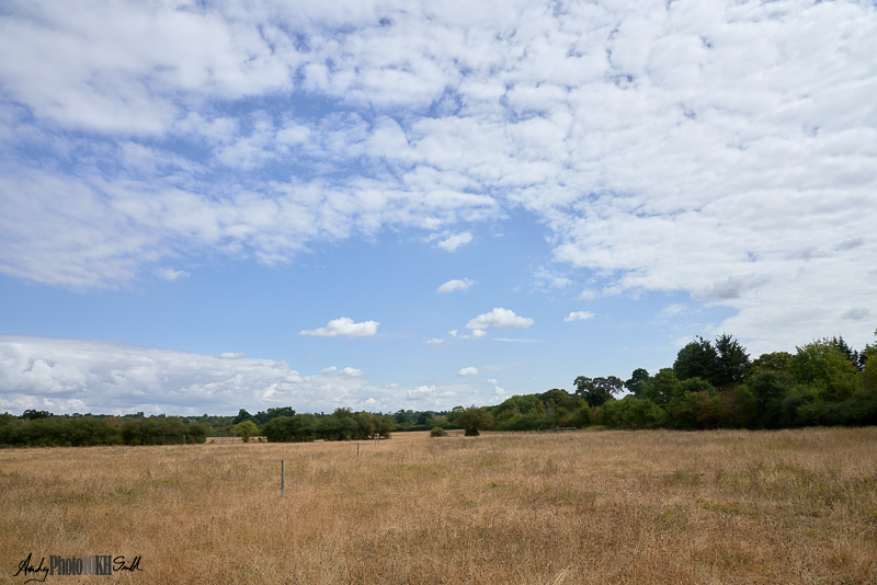 Cumulus clouds covering 50% of a blue sky