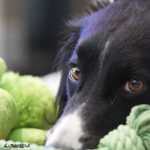 Collie dog with toy